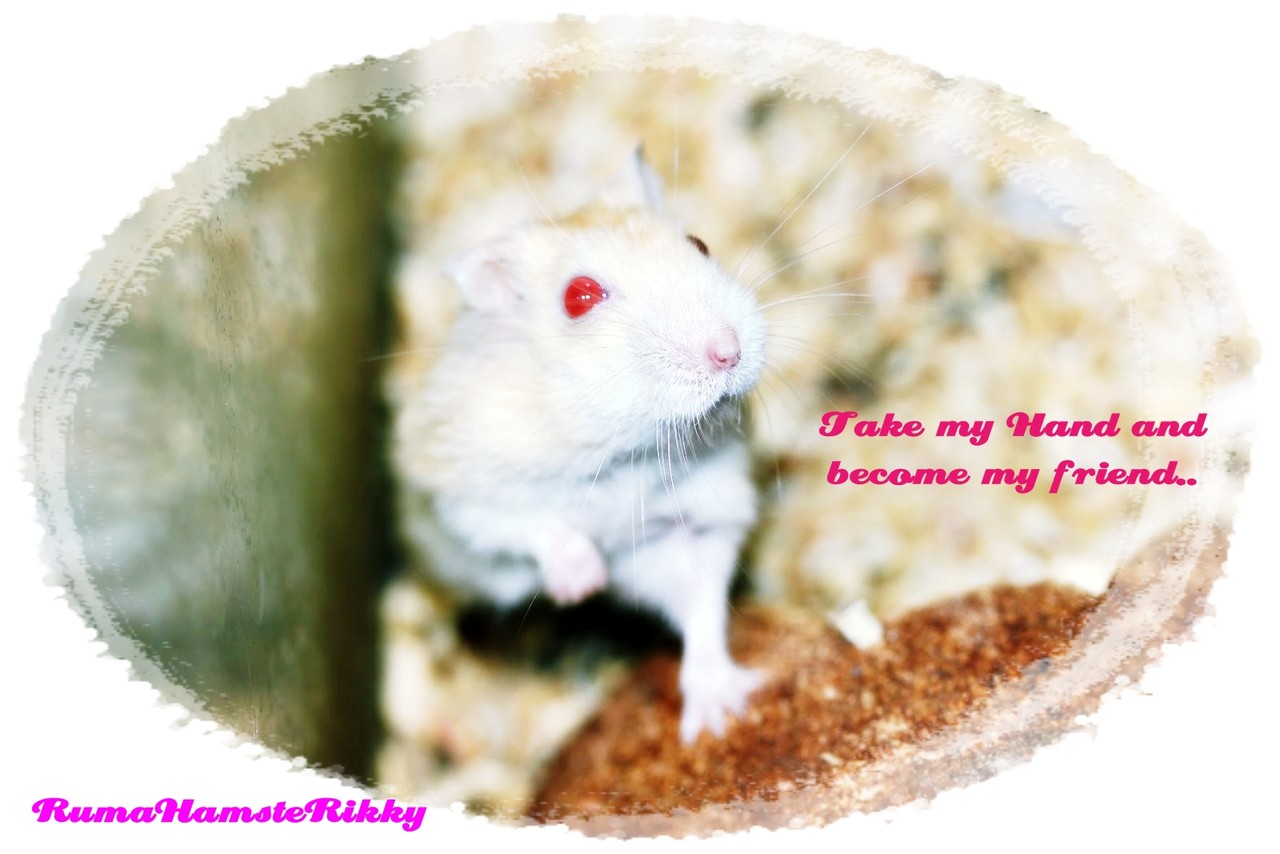 Hamster design Hamster design apple macbook air mqd32hn a